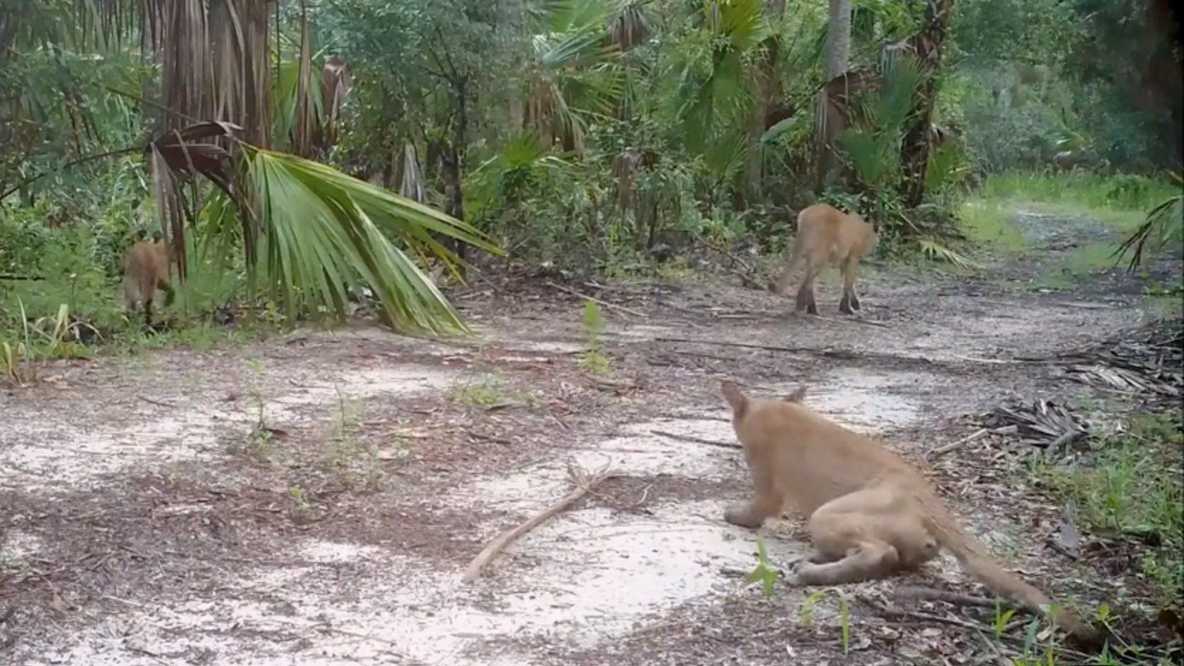 Panther disorder